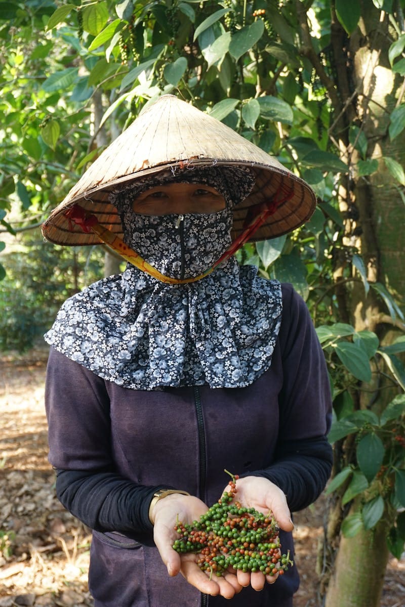 Plantation & Farming Life in Cambodia: Rice Fields, Pepper Farms & Rural Traditions