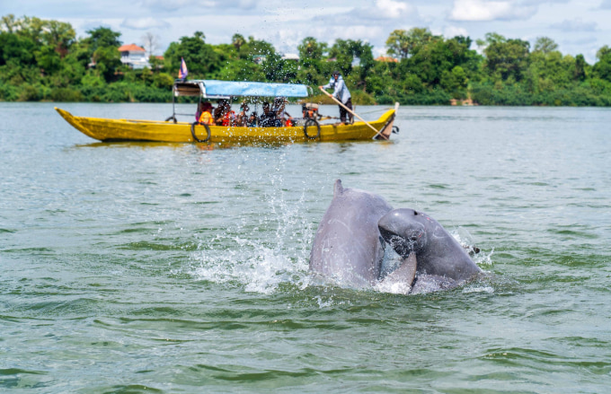 Kratie Irrawaddy Dolphins