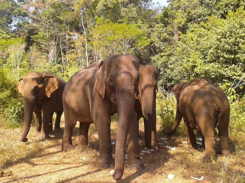26 Jours Phnom Penh - Mondulkiri - Ratanakiri - Preah Vihear - Siem Reap - Battambang - Kampot - Koh Rong