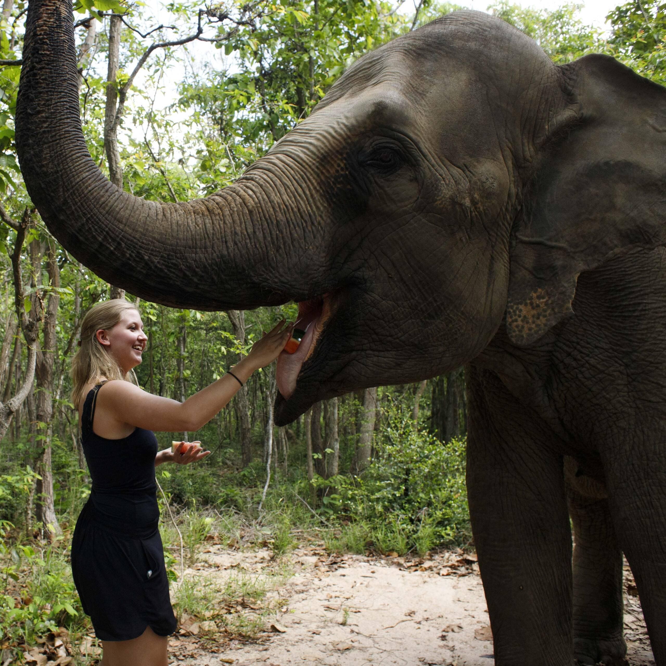 Elephant Home Sanctuary in Muang Thong Sayaboury Laos photo 5