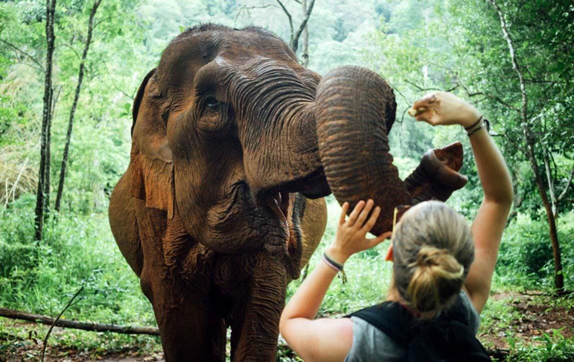 Elephant Home Sanctuary in Muang Thong Sayaboury Laos photo 2
