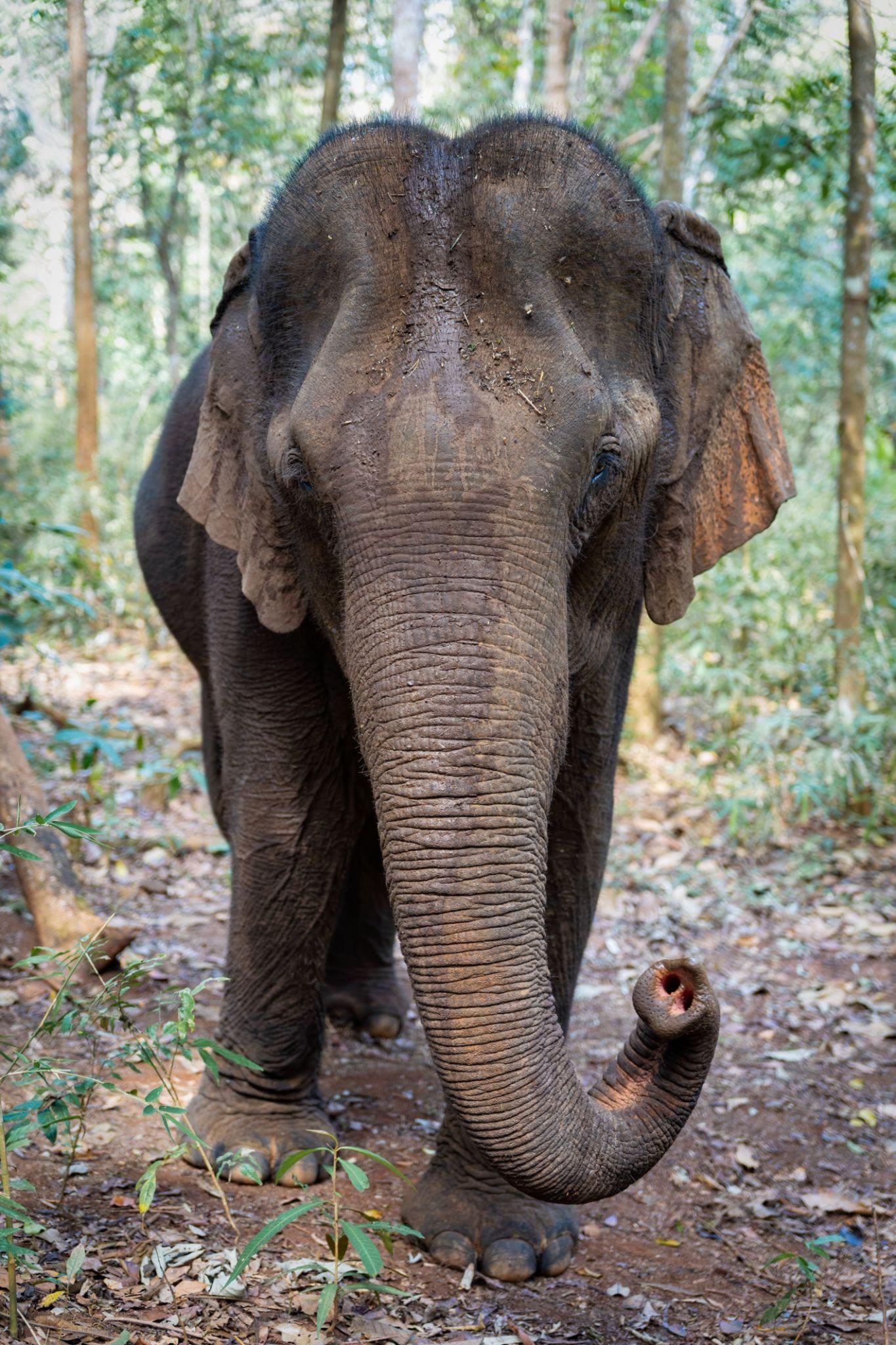 Elephant Home Sanctuary in Muang Thong Sayaboury Laos photo 10
