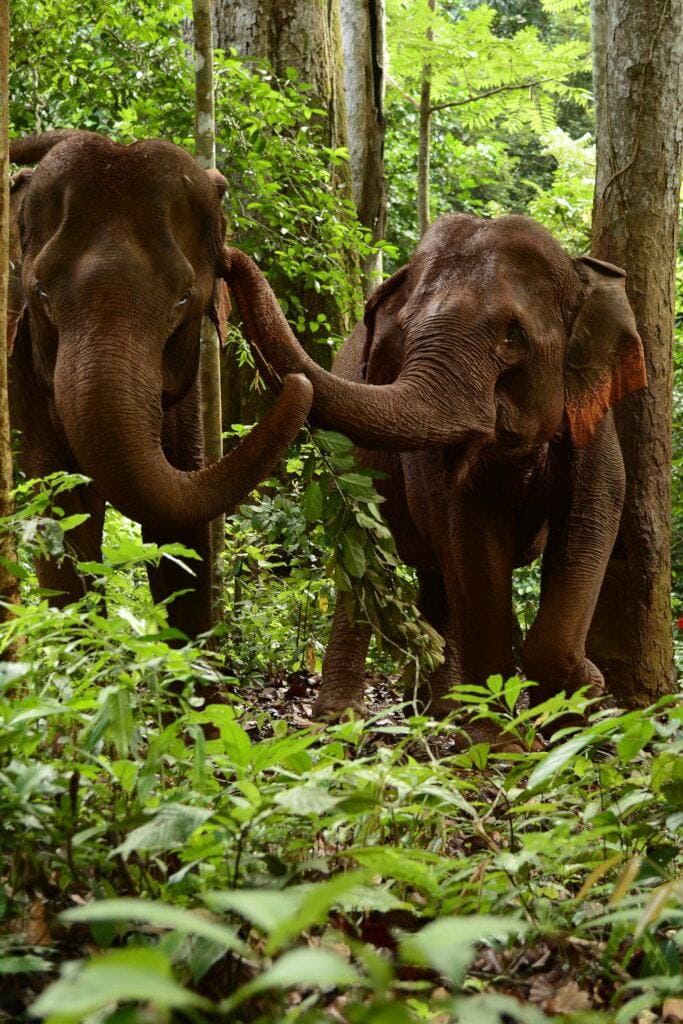 Elephant Home Sanctuary in Muang Thong Sayaboury Laos photo 3