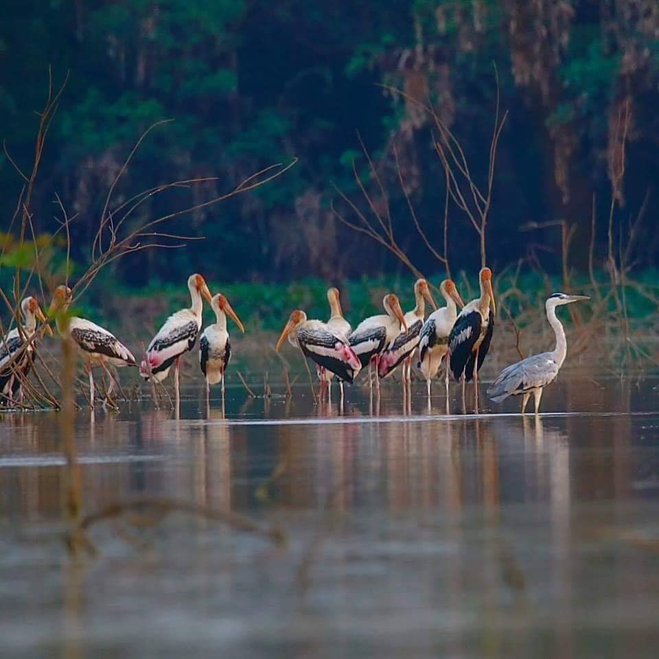 Siem Reap: Sunrise Bird Watching Tour with Guide