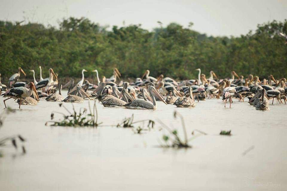 Prek Toal Bird Sanctuary Birdwatching