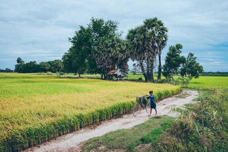 Rice Farming Experience